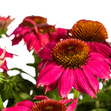 Echinacea Purpurea Purple Ø19cm - ↕60 - 70cm