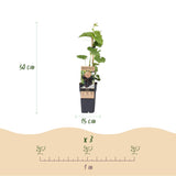 Green boutiQ - Fruitplant - Vitis vinifera Vanessa - Druivenplant - Pitarm - Blauwe Druif - 2 Planten - Pot 15cm - Hoogte 50cm