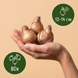 80x Narcissus Recurvus - Witte fakkelnarcis - Wit - Voorjaarsbloeier - Bolmaat 12/14