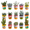Cactus en vetplanten mix 5.5 cm | 15 stuks - in Mexicaanse pot