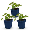 Green boutiQ - Vasteplant - Geranium 'Rozanne' - Ooievaarsbek - Bodembedekkend - Blauw - 3 Planten - Pot 11cm - Hoogte 15-25cm