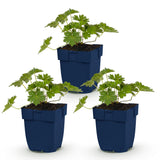 Green boutiQ - Vasteplant - Geranium 'Rozanne' - Ooievaarsbek - Bodembedekkend - Blauw - 3 Planten - Pot 11cm - Hoogte 15-25cm
