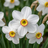 80x Narcissus Recurvus - Witte fakkelnarcis - Wit - Voorjaarsbloeier - Bolmaat 12/14
