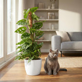 Green boutiQ - Kamerplant - Monkey Mask - Monstera Andansonii Mosstok - Groen - Weinig onderhoud - 1 Plant - met Potter Wit - Pot 19cm - Hoogte 90cm