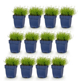 Green boutiQ - Vasteplant - Sagina subulata - Vetmuur - Rotsplanten - Wit - 12 Planten - Pot 11cm - Hoogte 15-25cm