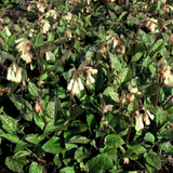 12x Symphytum grandiflorum - ↕10-25cm - Ø9cm