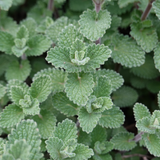 24x Calamintha n. nepeta - ↕10-25cm - Ø9cm