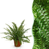 Green boutiQ - Kamerplant - Nephrolepsis exaltata Green Lady - Varen - Huisdiervriendelijke Plant - Groen - 1 Plant - Pot 12cm - Hoogte 25cm
