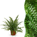 Green boutiQ - Kamerplant - Nephrolepsis exaltata Green Lady - Varen - Huisdiervriendelijke Plant - Groen - 1 Plant - Pot 12cm - Hoogte 25cm