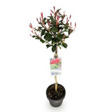 Green boutiQ - Plant op Stam - Photinia fraseri Carre Rouge - Terras Plant - Bladhoudend - Winterhard - Groen-Rood Blad - Pot 19cm Hoogte 90cm