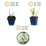 Green boutiQ - Vasteplant - Agapanthus africanus Albus - Afrikaanse Lelie - Bijen en Vlinderlokkers - Wit - 12 Planten - Pot 11cm - Hoogte 15-25cm