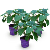 Green boutiQ - Tuinplant - Hydrangea arborescens FlowerWOW - Hortensia - Winterhard - Wit - 3 Planten - Pot 14cm - Hoogte Hoogte 20-30cm