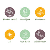 Green boutiQ - Plant op Stam- Eucalyptus gunni Azure - Terras Plant - Bladhoudend - Winterhard- Grijs Blad - Pot 19cm Hoogte 70 - 90cm