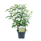 Green boutiQ - Heesters - Forsythia intermedia Goldrauch- Bloem Geel - 1 Plant - Bladverliezend - Weinig Onderhoud - Pot 17cm Hoogte 45cm