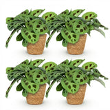Green boutiQ - Kamerplant - Maranta Fascinator Kerchoveana - Zebraplant - Huisdiervriendelijke Plant - Groen - 4 Planten - met Mand - Pot 12cm - Hoogte 25cm