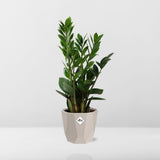 Zamioculcas – Hoogte 45-50 in ELHO b.for rock 14 cm warm grey