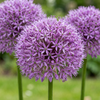16x Allium Gladiator - Sierui - Paars - Zomerbloeier - Bolmaat 16/18