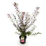 Green boutiQ - Tuinplant - Acer palmatum Shaina - Japanse Esdoorn - Bladverliezend - Rood - 1 - Pot 26cm - Hoogte 90cm