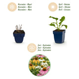 Green boutiQ - Vasteplant - Echinacea Tricolour - Zonnehoed - Bijen en Vlinderlokkers - Geel - Roze - Wit - 12 Planten - Pot 11cm - Hoogte 15-25cm