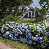 Green boutiQ - Tuinplant - Hydrangea Endles Summer The Orginal Blue - Hortensia - Winterhard - Blauw - 1 Plant - Pot 14cm - Hoogte 20-25cm