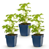 Green boutiQ - Vasteplant - Delphinium (P) Astolat - Ridderspoor - Bijen en Vlinderlokkers - Roze - 3 Planten - Pot 11cm - Hoogte 15-25cm