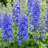 Green boutiQ - Vasteplant - Delphinium (P) Blue Bird - Ridderspoor - Bijen en Vlinderlokkers - Blauw - 6 Planten - Pot 11cm - Hoogte 15-25cm
