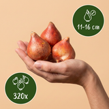 120x Tulipa Candy Purple Prince mix - Tulp Candy Purple Prince mix - Diversen - Voorjaarsbloeier - Bolmaat 11/12