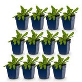 Green boutiQ - Vasteplant - Knautia macedonica - Beemdkroon - Bijen- en vlinderlokkers - Donker Rood - 12 Planten - Pot 11cm - Hoogte 15-25cm