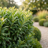 Green boutiQ - 24x Prunus lusitanica Angustifolia - Portugese Laurier - Haagplanten - Groenblijvend - Groen - Pot 9cm - Hoogte 25-35cm