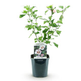 Green boutiQ - Heesters - Hibiscus syriacus Hamabo - Bloem Licht roze - 1 Plant - Bladverliezend - Weinig Onderhoud - Pot 17cm Hoogte 45cm
