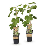 Green boutiQ - Fruitplant - Ficus caria Little miss Figgy - Vijgenboom - Winterhard - Rode Vrucht - 2 Planten - Pot 15cm - Hoogte 50cm