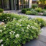 Green boutiQ - Vasteplant - Galium odoratum - Walstro - Bodembedekkend - Wit - 24 Planten - Pot 11cm - Hoogte 15-25cm