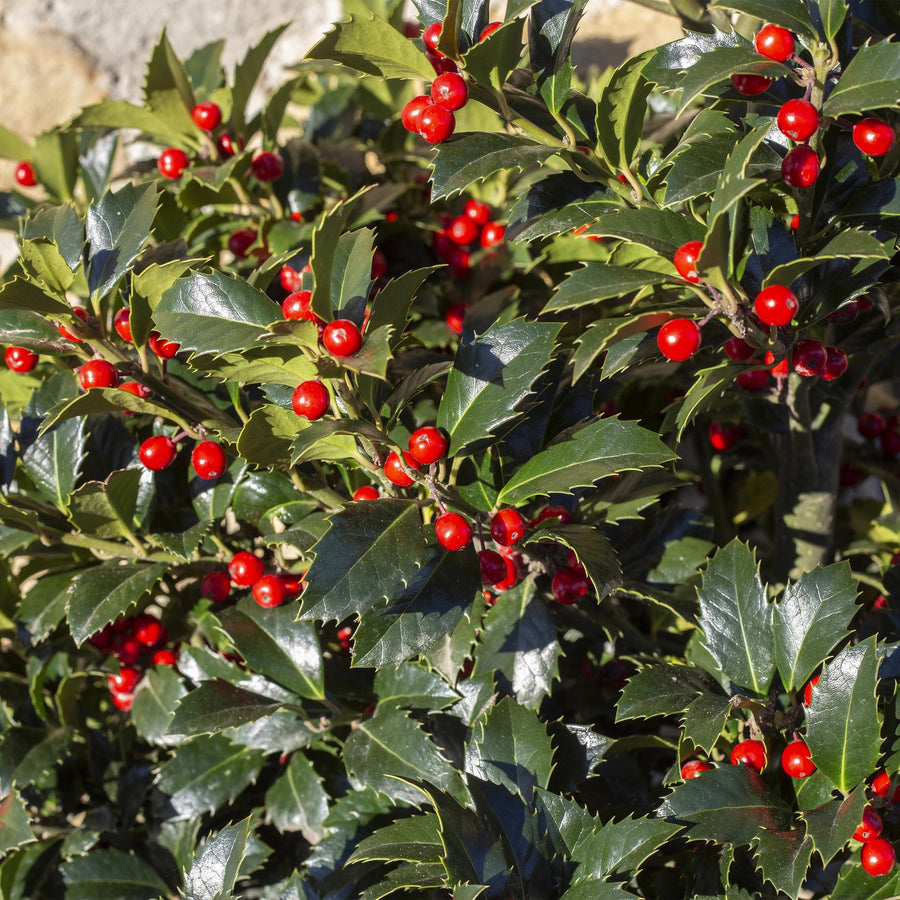 Ilex Blue maid — Hulsthaag, 8 planten (1 strekkende meter), 25-30 cm