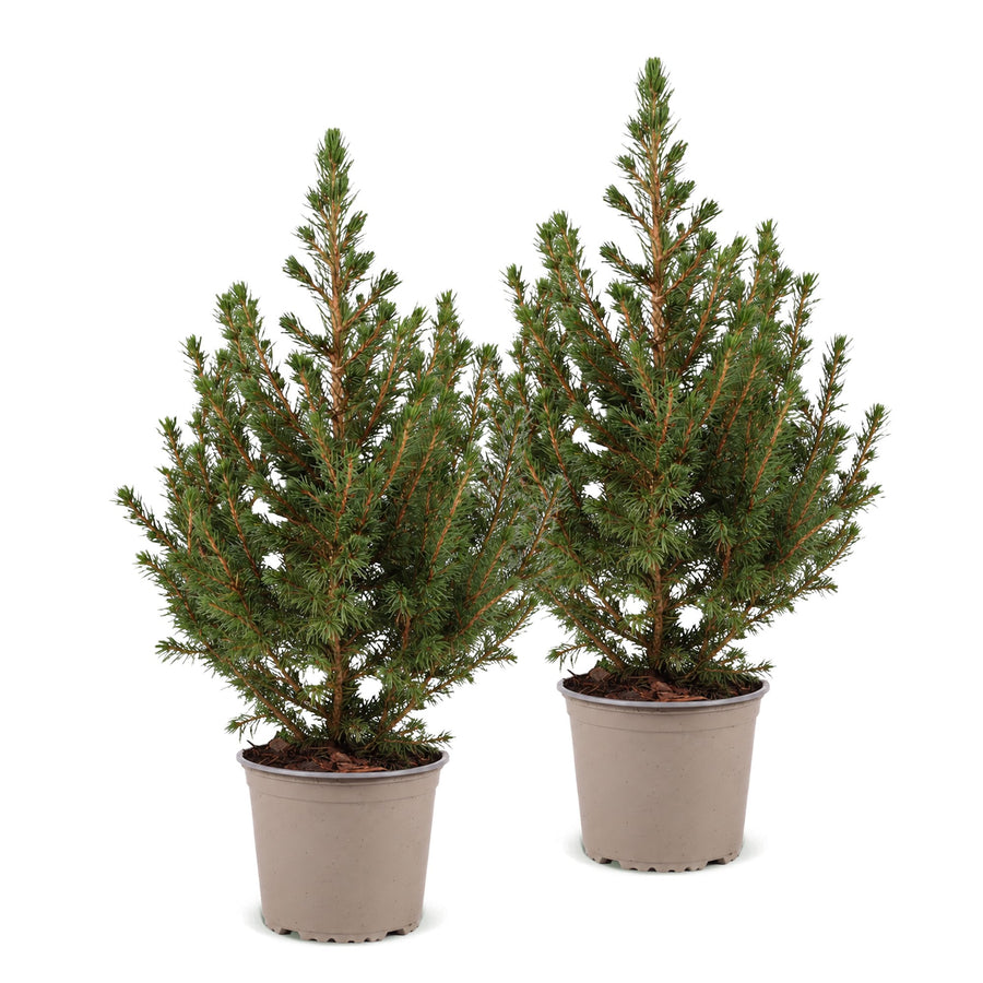 Set van 2 – Pot Ø13 cm · 45 cm hoog · Kegelspar kerstboom (foto 2)