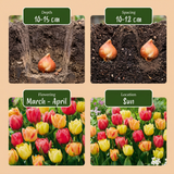 96x Tulipa Symbiosa mix - Tulp Symbiosa mix - Diversen - Voorjaarsbloeier - Bolmaat 11/12