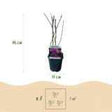 Green boutiQ - Heesters -Magnolia Susan- Bloemen Donker Roze - 1 plant - bladverliezend - weinig onderhoud - pot 17cm hoogte 45cm