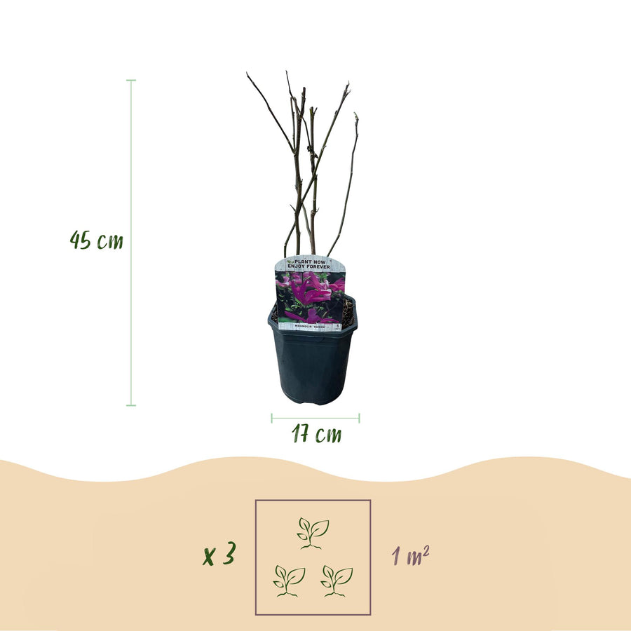 Magnolia Susan – 45 cm hoog (foto 3)