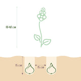 Green boutiQ - Bloembollen - Bulb Garden mix - Diversen soorten en kleuren - 125 stuks - Gift Verpakking