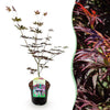 Green boutiQ - Terrasplant - Japanse Esdoorn - Acer palmatum Trompenburg -Donker Paars - 1 Plant - Bladverliezend - Pot 19cm Hoogte 70cm