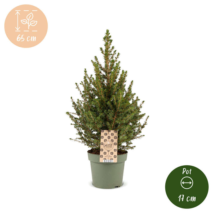 Kegelspar kerstboom – Pot Ø17 cm · 65 cm hoog (foto 5)