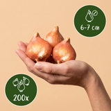 Tulpenbollen Persian Pearl — paarse botanische tulp, 200 stuks (maat 6/7)
