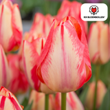 Tulpenbollen Spring Break — rood-oranje tulp, 20 stuks (maat 11/12)