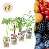 Green boutiQ - Fruitplanten - Rainbow - Rode Bes - Gele Framboos - Zwarte Braam - Blauwe Bes - Winterhard - 8 Planten - Pot9cm