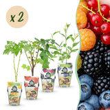 Green boutiQ - Fruitplanten - Rainbow - Rode Bes - Gele Framboos - Zwarte Braam - Blauwe Bes - Winterhard - 8 Planten - Pot9cm