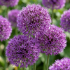 Sieruibollen Purple Sensation — klassieke paarse sierui, 120 stuks (maat 10/12)