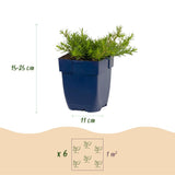 Green boutiQ - Vasteplant - Phlox MacDaniel's Cushion - Vlambloem - Bodembedekkend - Donker Roze - 1 Plant - Pot 11cm - Hoogte 15-25cm