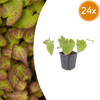 24x Epimedium perralc. 'Frohnleiten' - ↕10-25cm - Ø9cm