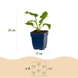 Green boutiQ - Vasteplant - Echinacea purp. Magnus - Zonnehoed - Bijen- en vlinderlokkers - Roze - 6 Planten - Pot 11cm - Hoogte 15-25cm