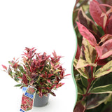 Green boutiQ - Tuinplant - Leucothoe Colour Diamond - Bont - 1 Plant - Groenblijvend - Weinig Onderhoud - Pot 17cm Hoogte 45cm