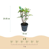 Green boutiQ - Tuinplant - Hydrangea panniculata Living Pink & Rose - Pluimhortensia - Winterhard - Roze - 1 Plant - Pot 12cm - Hoogte Hoogte 20-30cm